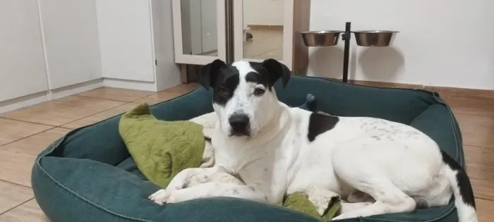 Cachorro raça SRD-ViraLata idade 7 a 11 meses nome Pirata 
