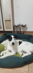 Pirata