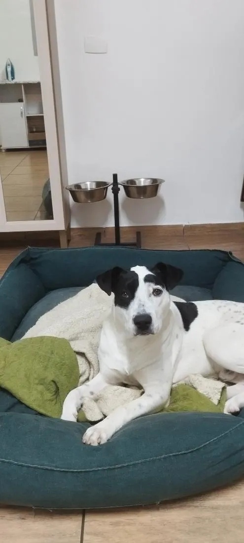 Cachorro raça SRD-ViraLata idade 7 a 11 meses nome Pirata 