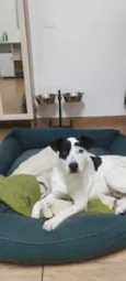 Pirata
