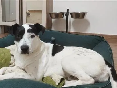 Cachorro raça SRD-ViraLata idade 7 a 11 meses nome Pirata 
