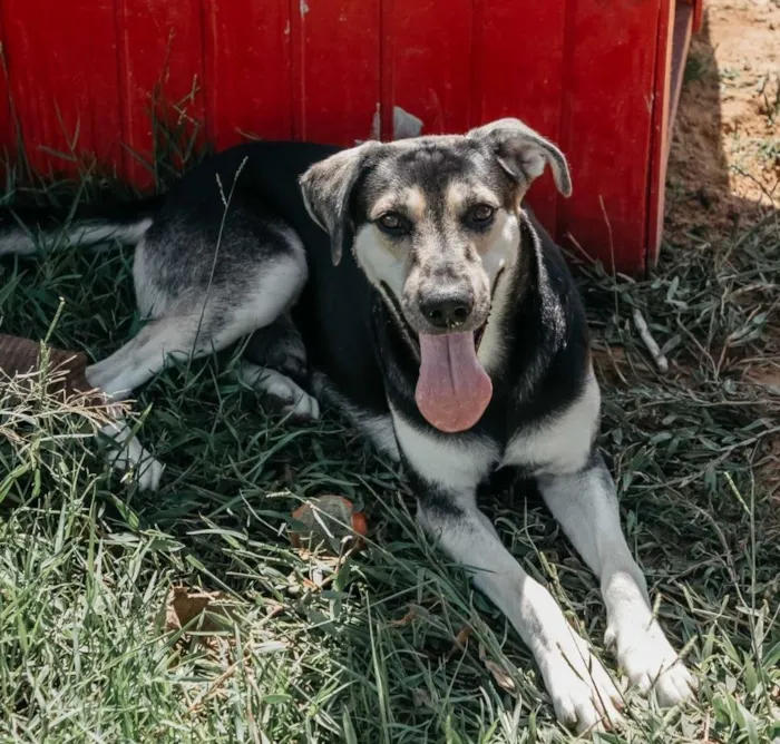 Cachorro raça SRD-ViraLata idade 5 anos nome Gil