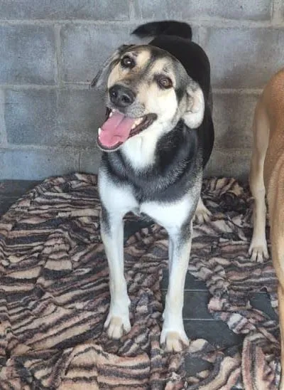 Cachorro raça SRD-ViraLata idade 5 anos nome Gil