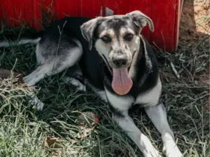 Cachorro raça SRD-ViraLata idade 5 anos nome Gil