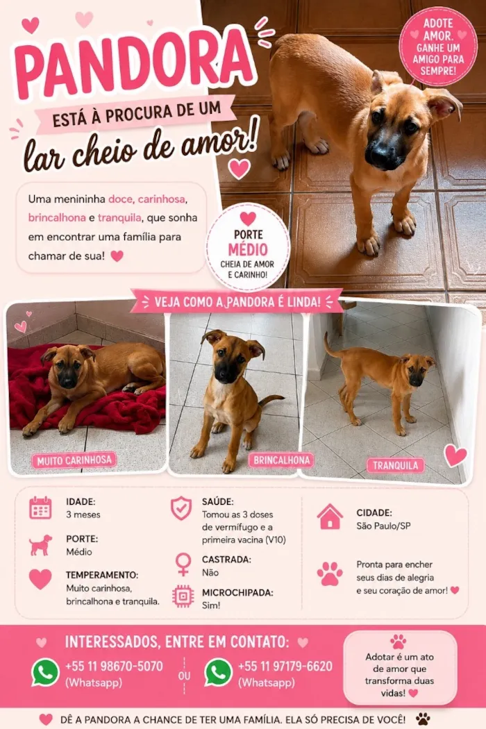 Cachorro raça SRD-ViraLata idade 2 a 6 meses nome Pandora