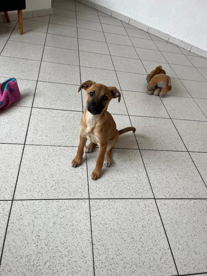 Cachorro raça SRD-ViraLata idade 2 a 6 meses nome Pandora