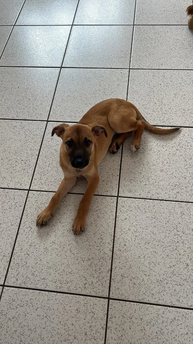 Cachorro raça SRD-ViraLata idade 2 a 6 meses nome Pandora