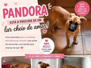 Cachorro raça SRD-ViraLata idade 2 a 6 meses nome Pandora