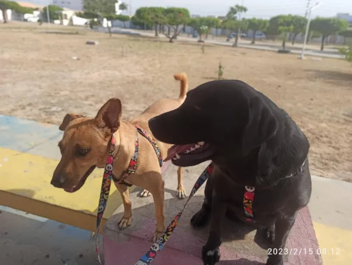 Cachorro raça Labrador idade 5 anos nome Madara e Kira