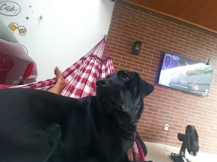 Cachorro raça Labrador idade 5 anos nome Madara e Kira