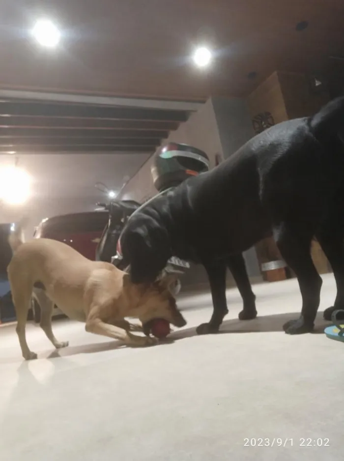 Cachorro raça Labrador idade 5 anos nome Madara e Kira