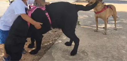 Cachorro raça Labrador idade 5 anos nome Madara e Kira