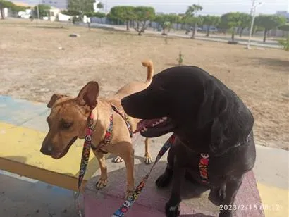 Cachorro raça Labrador idade 5 anos nome Madara e Kira