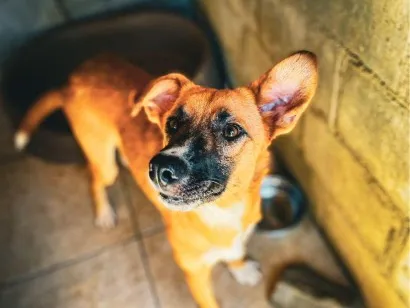 Cachorro raça SRD-ViraLata idade 1 ano nome Alfa