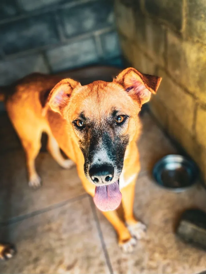 Cachorro raça SRD-ViraLata idade 1 ano nome Alfa