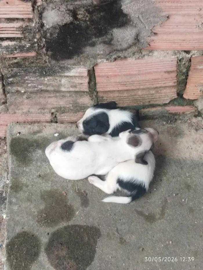 Cachorro raça SRD-ViraLata idade Abaixo de 2 meses nome não tem nomes ainda 