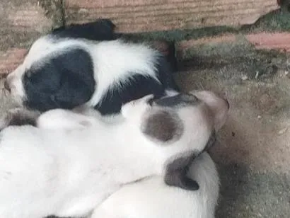 Cachorro raça SRD-ViraLata idade Abaixo de 2 meses nome não tem nomes ainda 