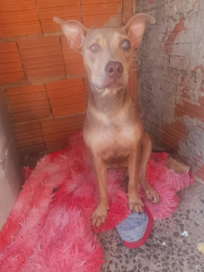 Cachorro raça Pit-Bull idade 7 a 11 meses nome Pandora