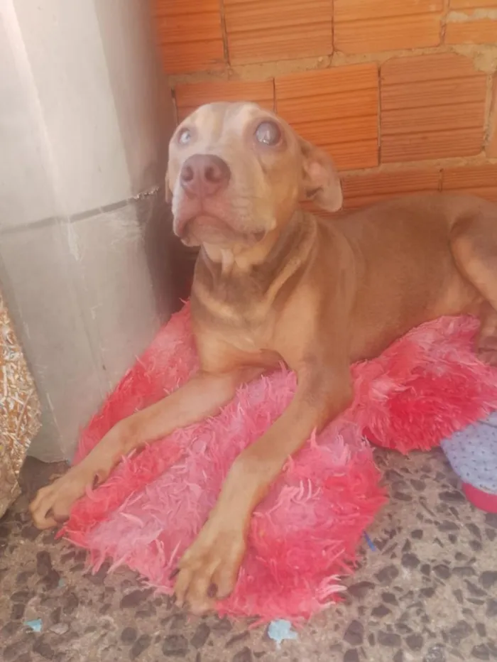 Cachorro raça Pit-Bull idade 7 a 11 meses nome Pandora