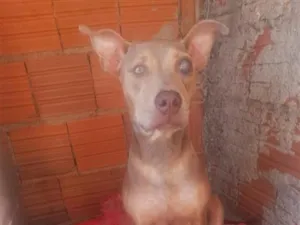 Cachorro raça Pit-Bull idade 7 a 11 meses nome Pandora