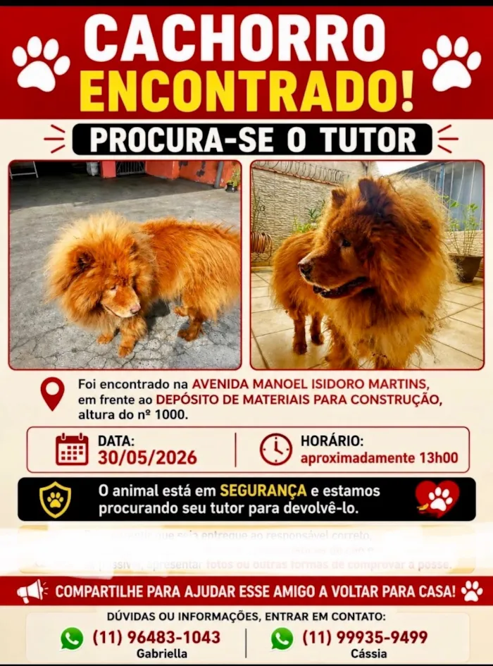 Cachorro raça SRD-ViraLata idade 5 anos nome Não seo