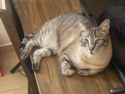 Gato raça SRD-ViraLata idade 4 anos nome Hugo