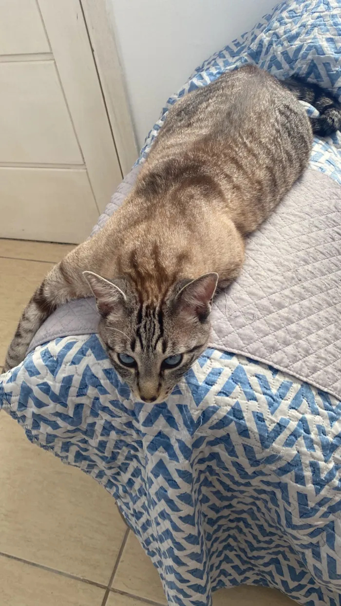 Gato raça SRD-ViraLata idade 4 anos nome Hugo