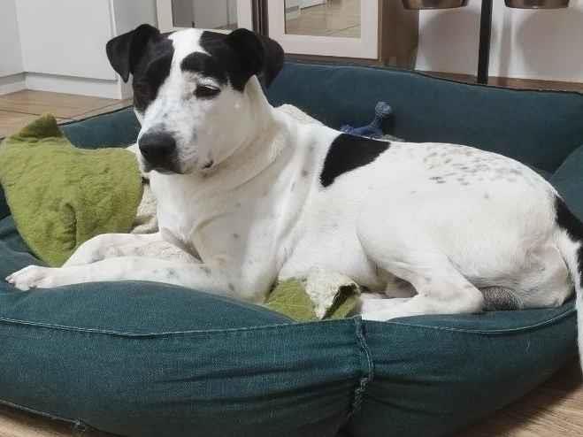 Bruce  - Santo André