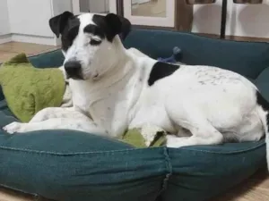 Cachorro raça SRD-ViraLata idade 7 a 11 meses nome Pirata 