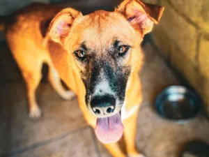 Cachorro raça SRD-ViraLata idade 1 ano nome Alfa