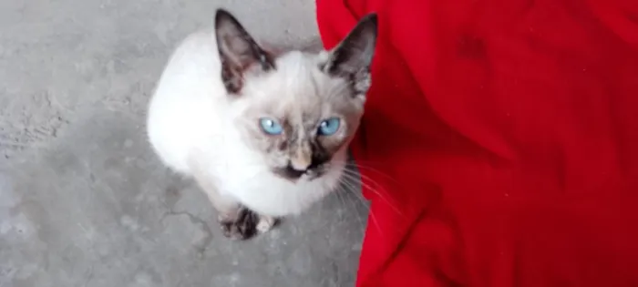 Gato raça SRD-ViraLata idade 7 a 11 meses nome charme
