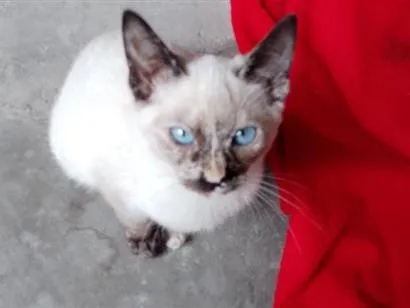 Gato raça SRD-ViraLata idade 7 a 11 meses nome charme