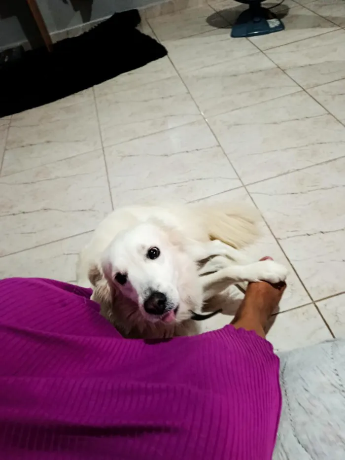 Cachorro raça SRD-ViraLata idade 5 anos nome Ragnar