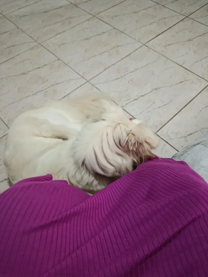 Cachorro raça SRD-ViraLata idade 5 anos nome Ragnar