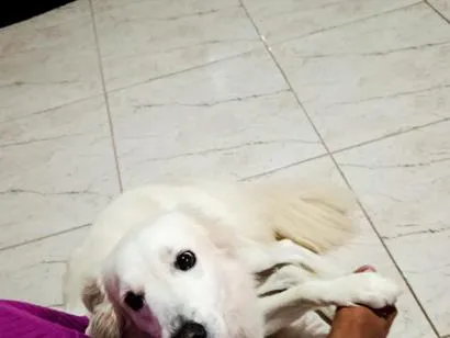 Cachorro raça SRD-ViraLata idade 5 anos nome Ragnar
