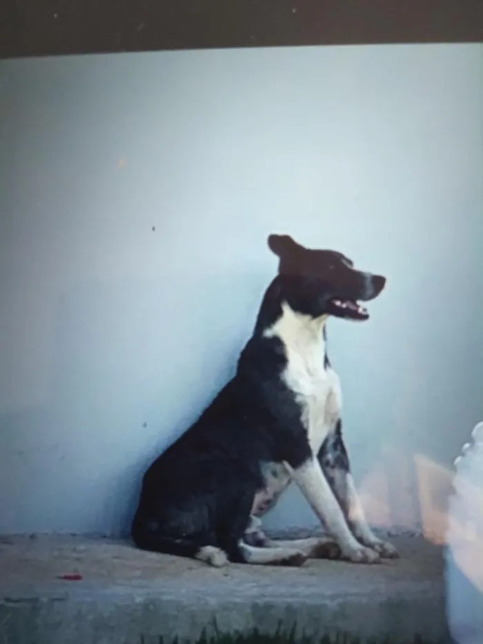 Cachorro raça SRD-ViraLata idade 7 a 11 meses nome tulipa