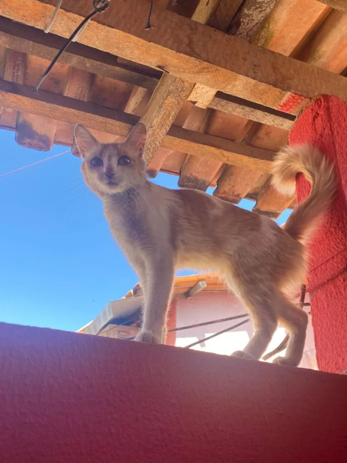 Gato raça SRD-ViraLata idade 2 anos nome Catherina