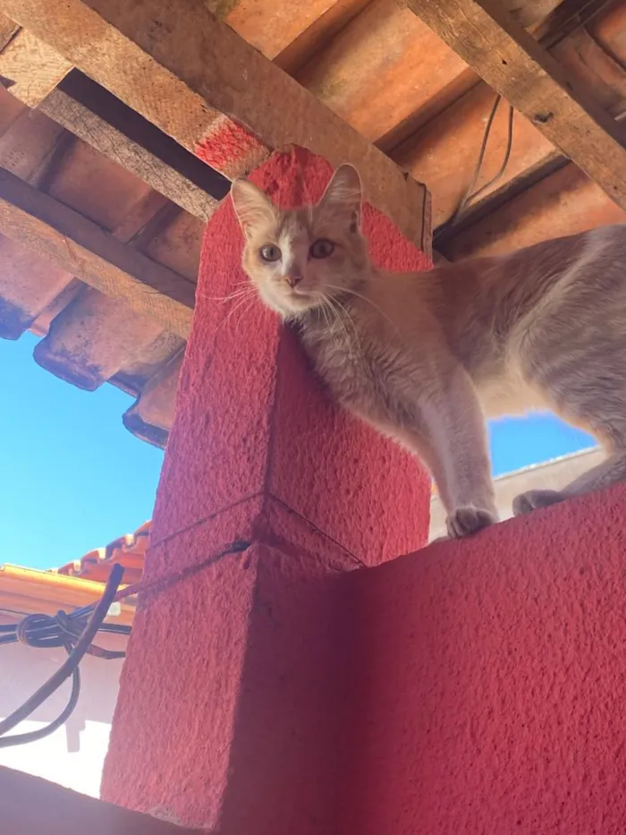 Gato raça SRD-ViraLata idade 2 anos nome Catherina