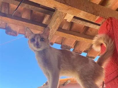 Gato raça SRD-ViraLata idade 2 anos nome Catherina