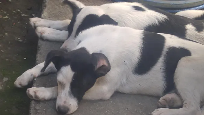 Cachorro raça SRD-ViraLata idade 2 anos nome Yuna e Oreo