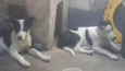 Yuna e Oreo