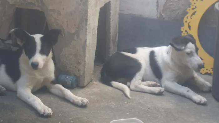 Cachorro raça SRD-ViraLata idade 2 anos nome Yuna e Oreo