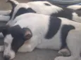 Yuna e Oreo