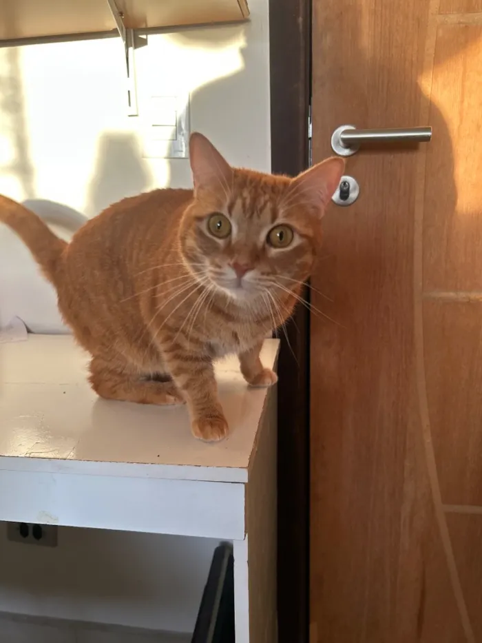 Gato raça SRD-ViraLata idade 6 ou mais anos nome Merlim e Francis