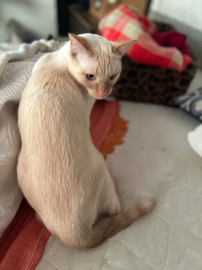 Gato raça SRD-ViraLata idade 6 ou mais anos nome Merlim e Francis
