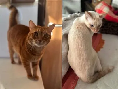 Gato raça SRD-ViraLata idade 6 ou mais anos nome Merlim e Francis