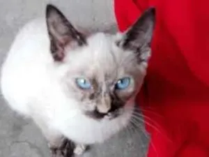 Gato raça SRD-ViraLata idade 7 a 11 meses nome charme