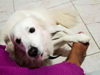 Cachorro raça SRD-ViraLata idade 5 anos nome Ragnar