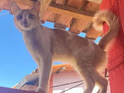Gato raça SRD-ViraLata idade 2 anos nome Catherina