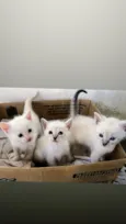 gatinhos